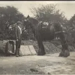 bonnie the cart horse