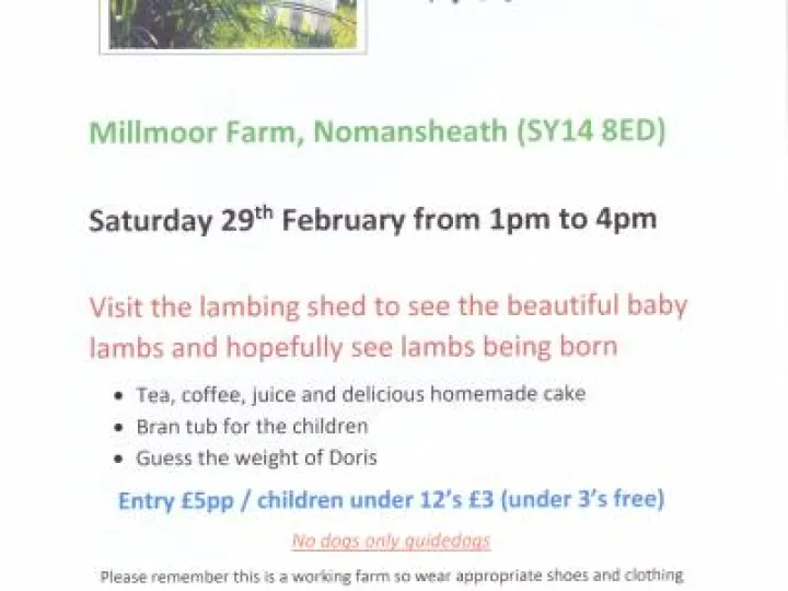 Millmoor Lambing Live 001