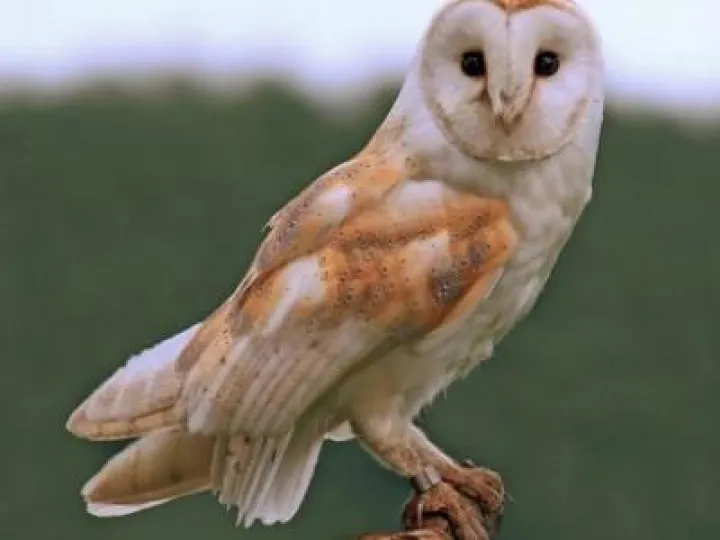 owls