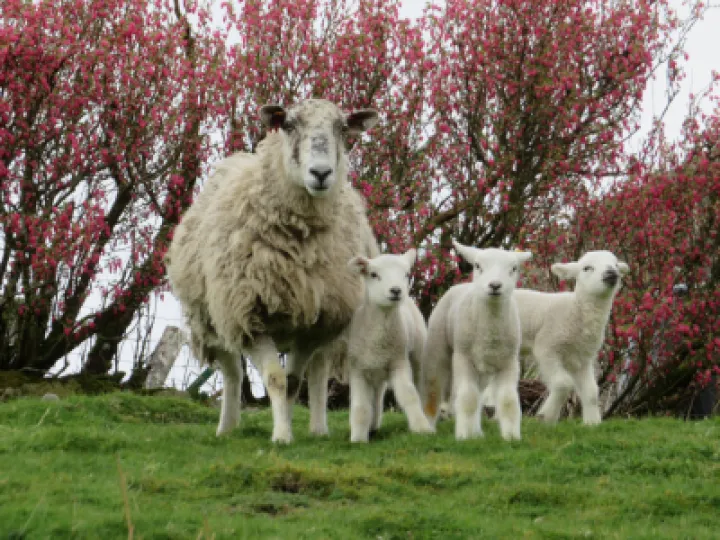 lambs_mother_thorns