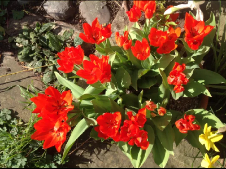 IMG_1233