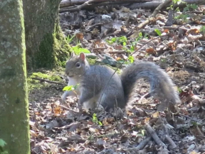 Keith Barker Woodland photos April 2020 (2)