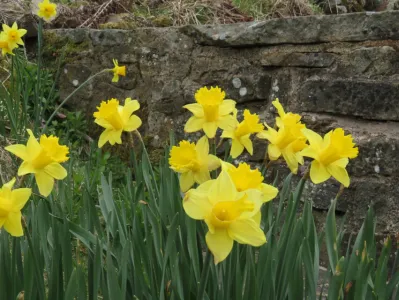 daffodils_pan
