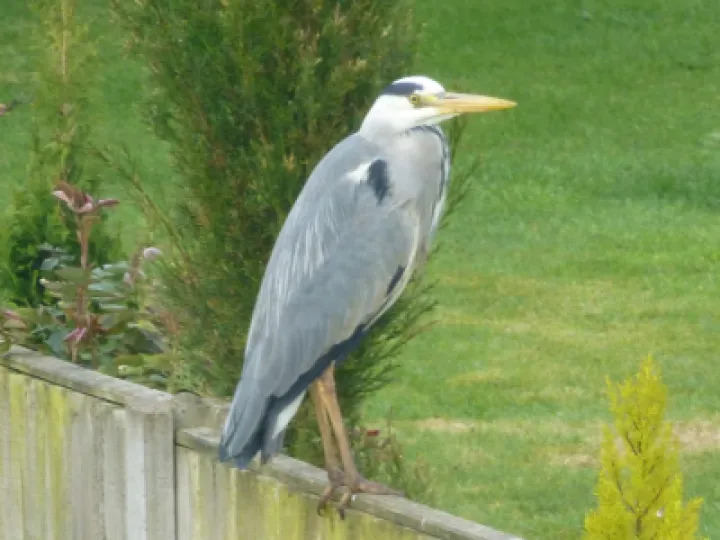 Killer Heron In Buerton
