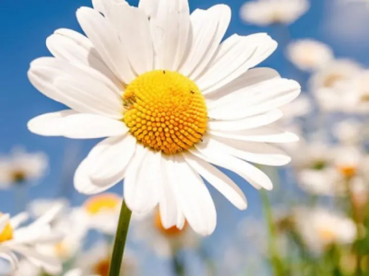 Daisy