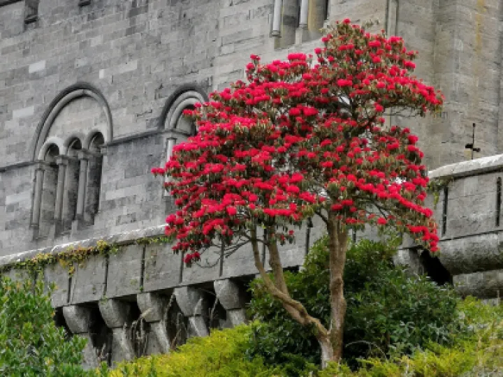 Penrhyn Castle