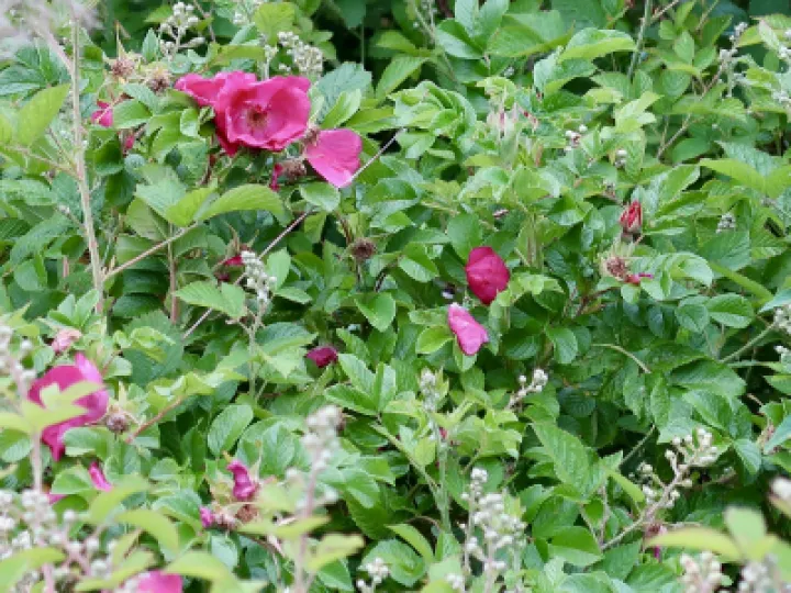 Flowers 3