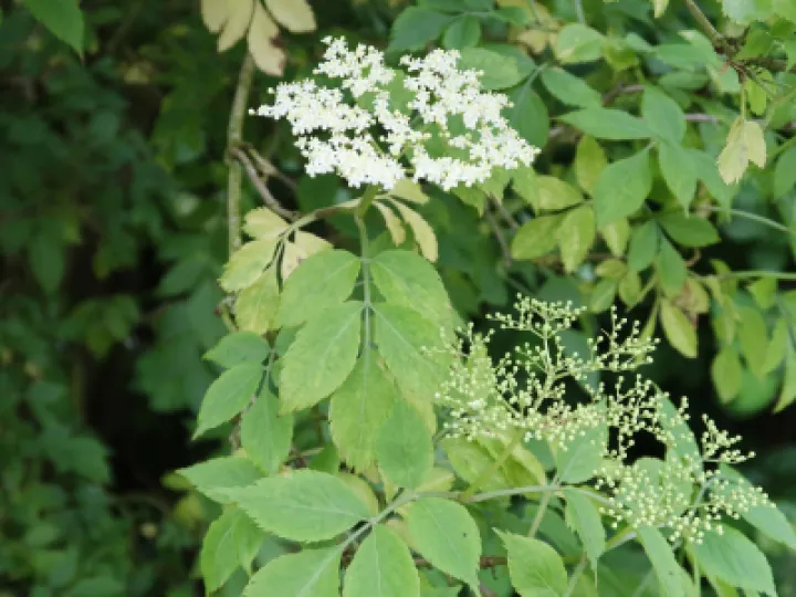 Flowers 10