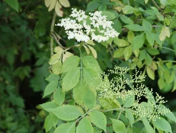 Flowers 10