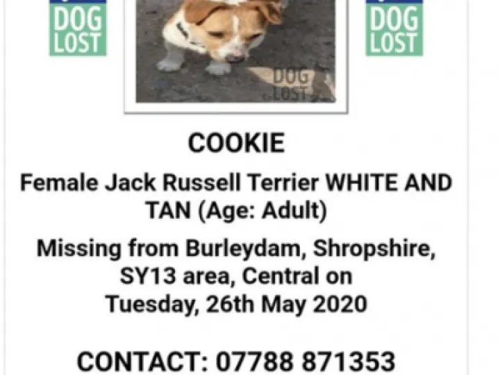 Lost Jack Russell
