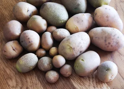Spuds 7