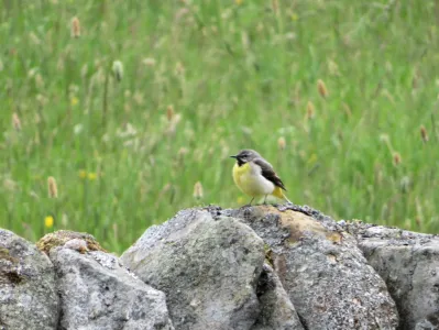 grey_wagtail