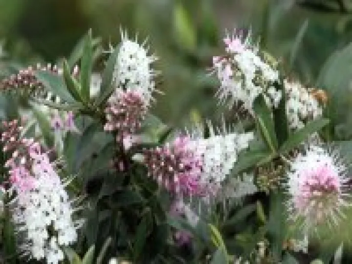 Village Flowers