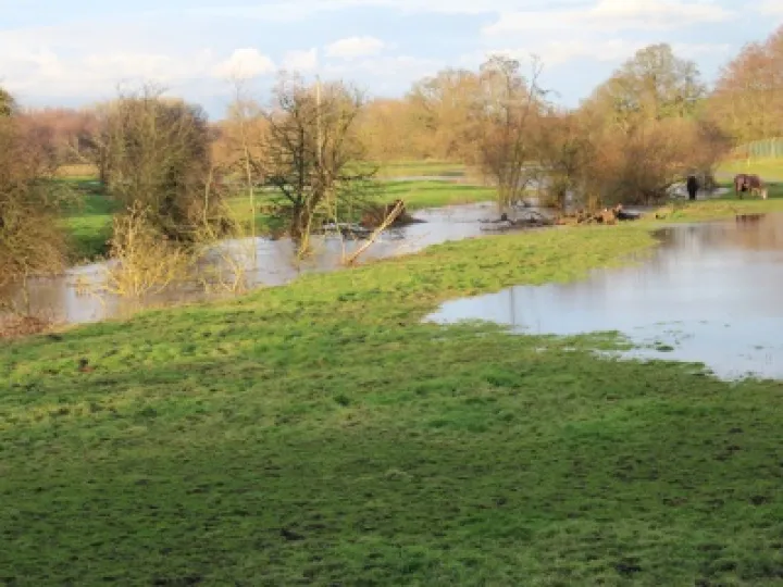 Weaver in Flood