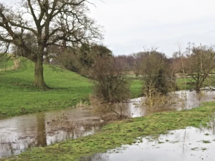 Weaver in Flood