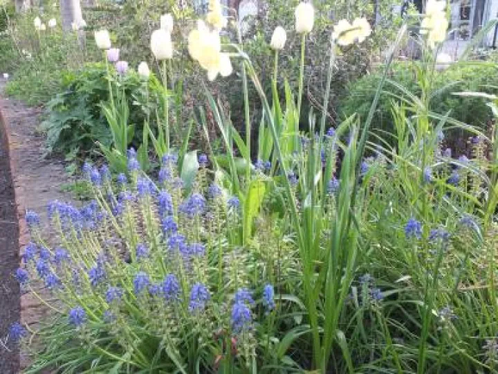 Spring Flowers