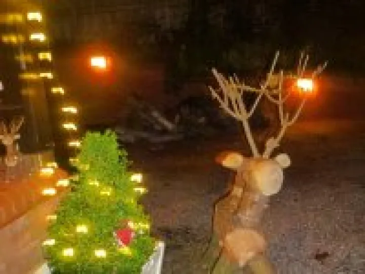 Christmas reindeer