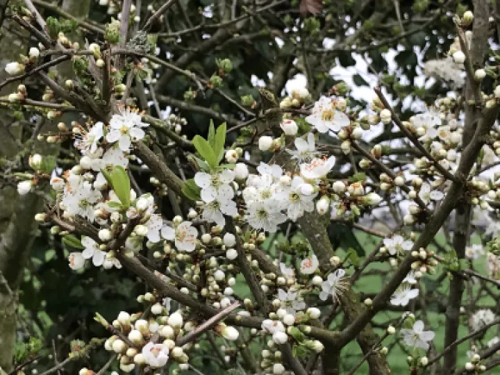 IMG-1343Blackthorn1