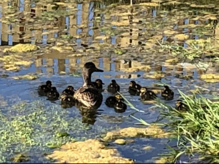 turnpike pond