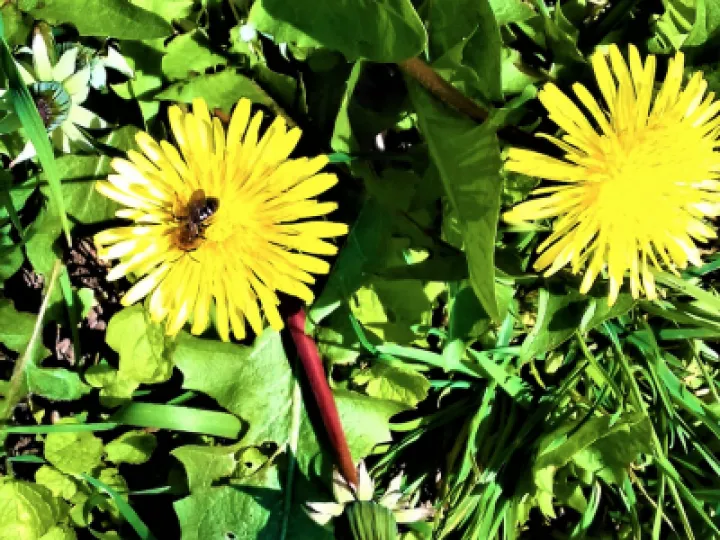 Dandelion