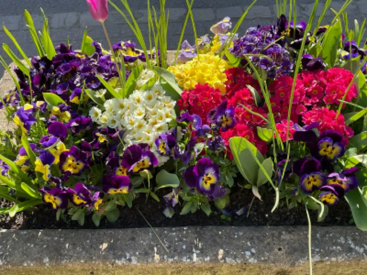 Village Flowers
