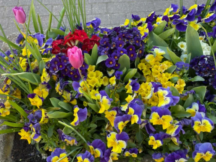Village Flowers