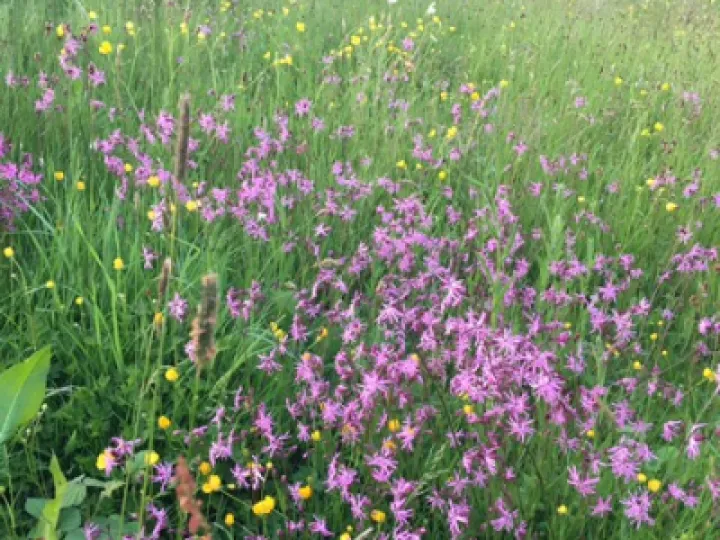 Ragged Robin