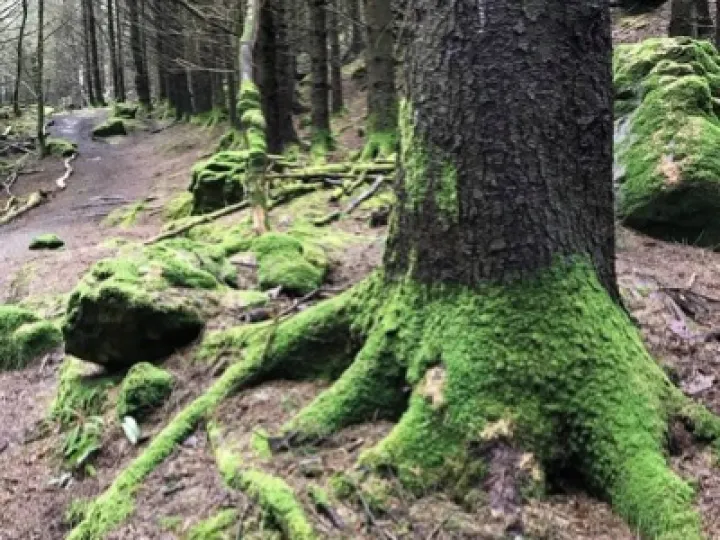 Roots