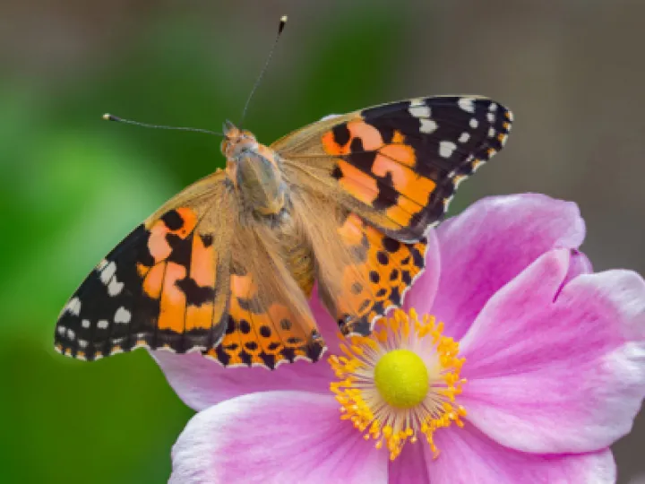 painted-ladyandrew-cooper-butterfly-conservation-990x673-M490513