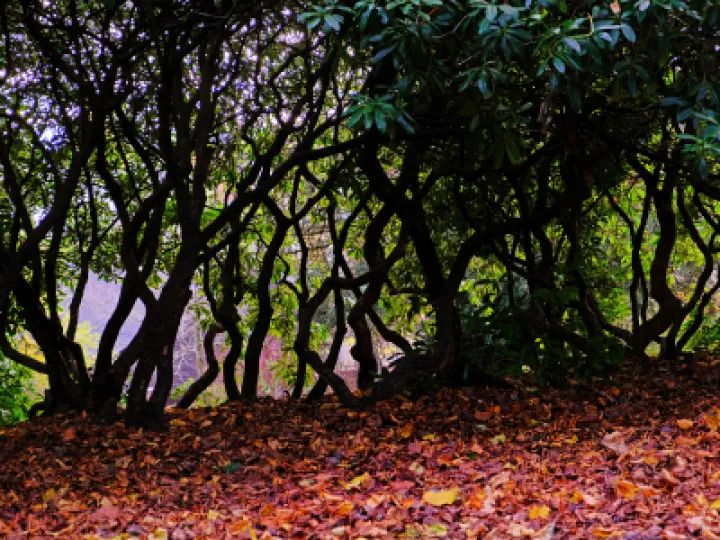 Wonky Wood_F2980