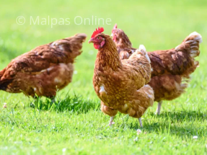 Avian Bird Flu