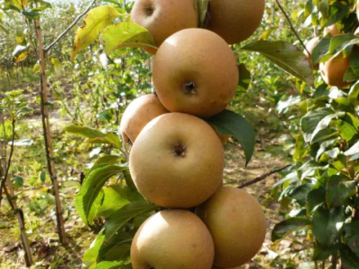 apples