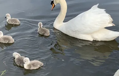 Walton swan family