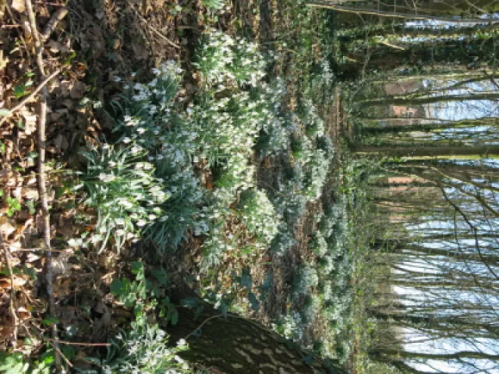 Snowdrops 2022 7