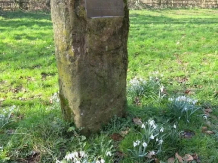 Snowdrops 2022 3