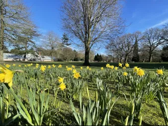 Walton daffodils