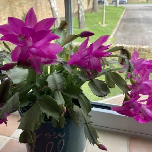 Christmas cactus