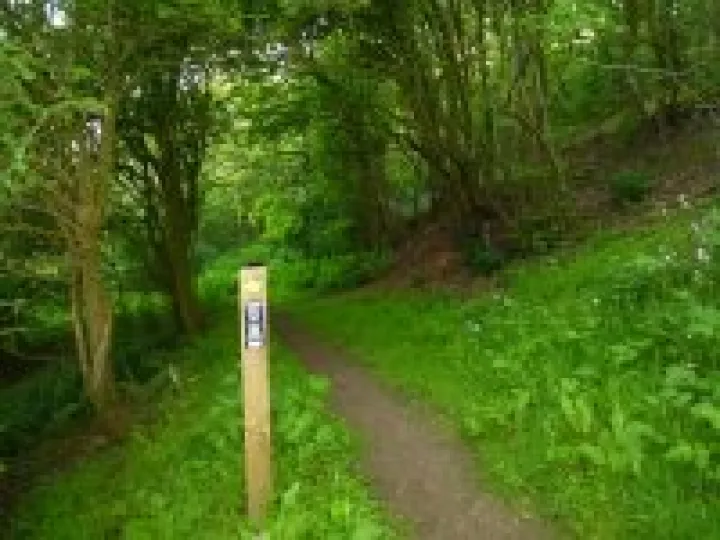 Bluebell wood