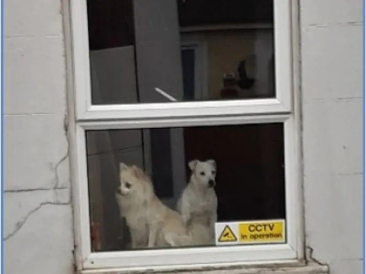 dogs