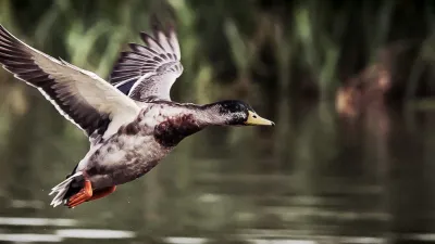 duck