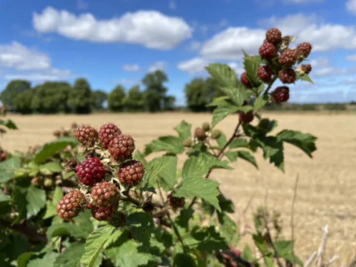 Summer berries