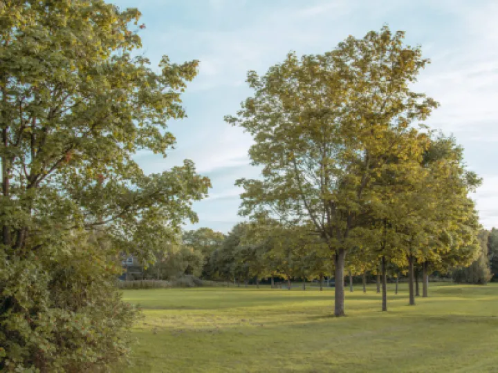 Trees and Green Space