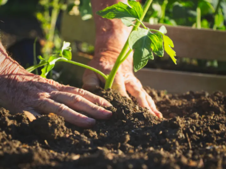 Horticulture