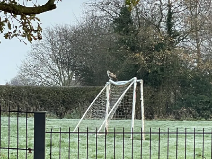 buzzard