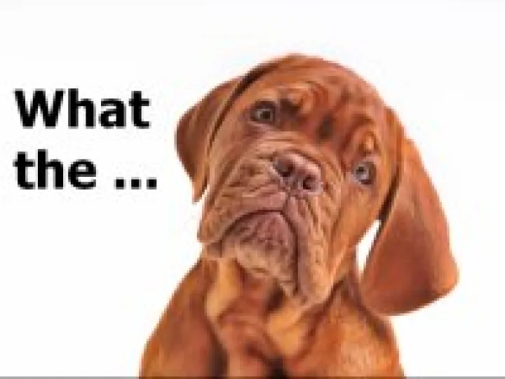 Puzzled Dog