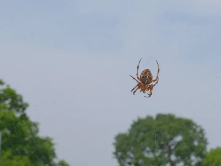 rr-Arachnid-F3901