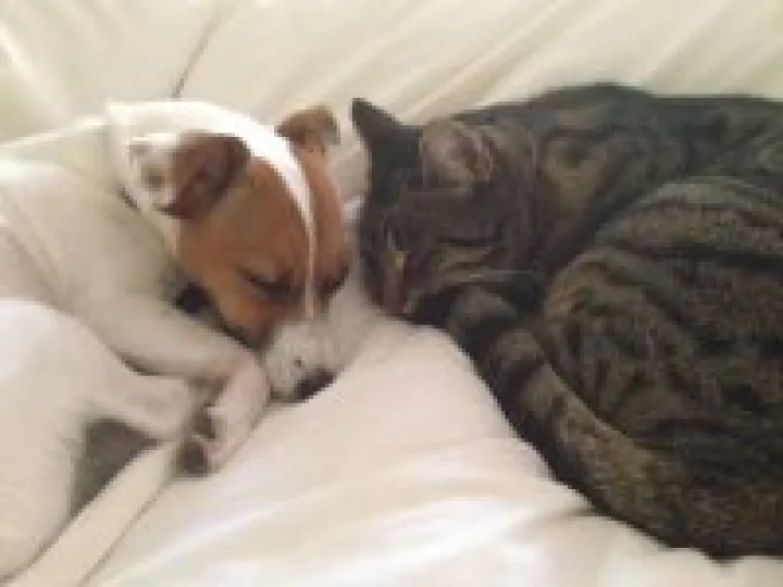 Missing Moggy