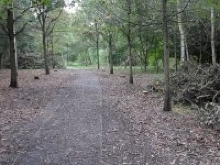 Tree felled