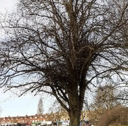 One tree in winter