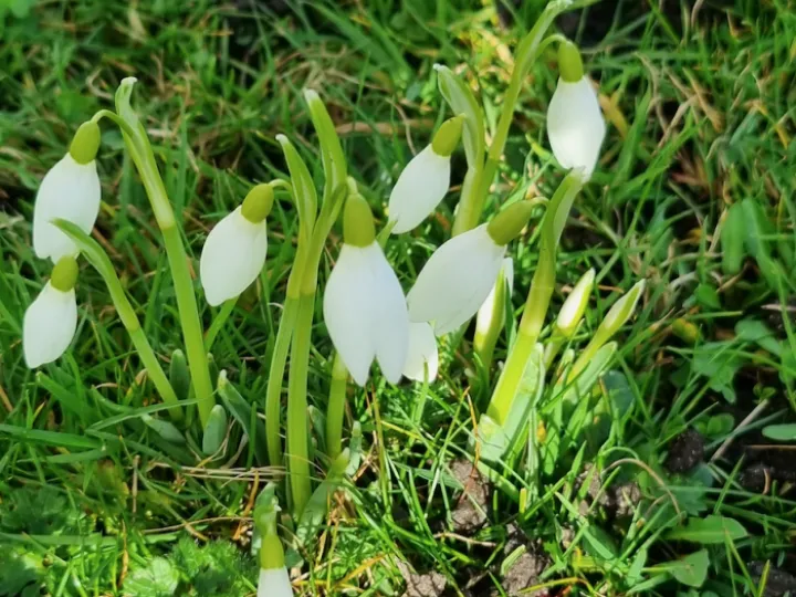Signs of Springs &ndash; Snowdrops